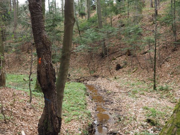 z Alei Wincentego Pola w sąsiedztwie potoku Bełkotka a po prawej zbocze Góry Przedziwna - 551m npm,przy potoku można spotkać stanowiska konwalii majowej - piękn