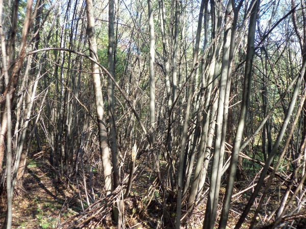 Olszyny nad pilicą w Teofilowie