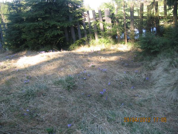 Krokusy na Starych Wierchach