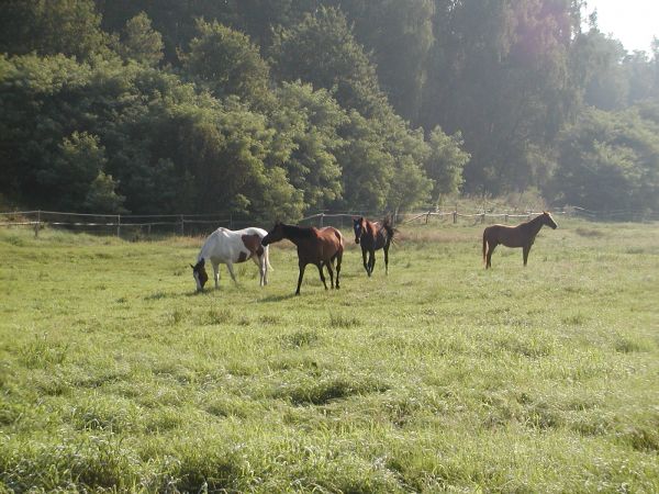 ...Konie, dumne konie w blasku wstającego dnia, zzułe i szalone - czemu was uwielbiam tak? Nieraz poniosą, poniosą jak wiatr, czasem bywa tak... jak z dziewczyn