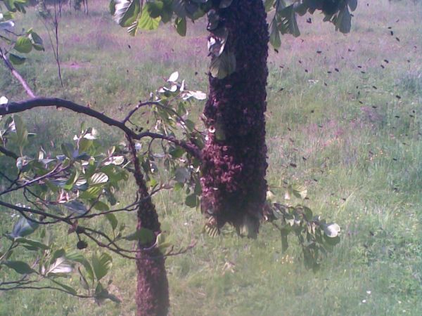 Rój pszczół ktury szczęśliwie złapałem oczywiście w ukochanym Nerwiku