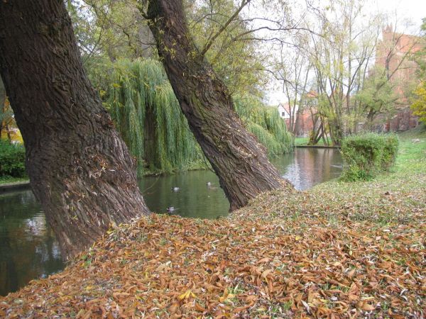 W parku nad Wierzycą