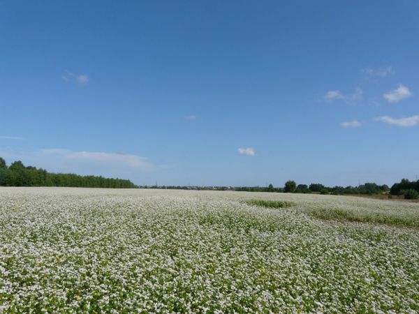 .......gryka jak śnieg biała....., na horyzoncie miasto Włodawa.