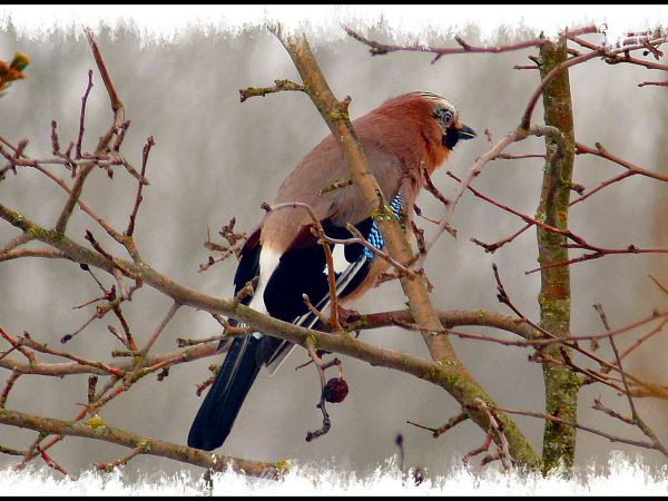 zdjecie Tyniewicze Duże