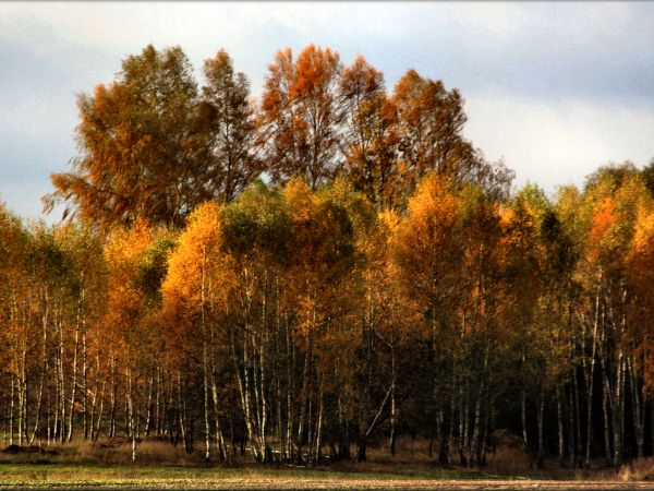 zdjecie Tyniewicze Duże