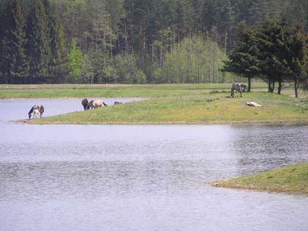 Roztoczański Park Narodowy 
Stawy Echo-hodowla konika polskiego " Ostoja"