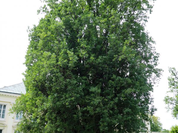 Pałac Pani Marii Walewskiej - i tu od strony pawilonu letniego, są zdjęcia - warto !