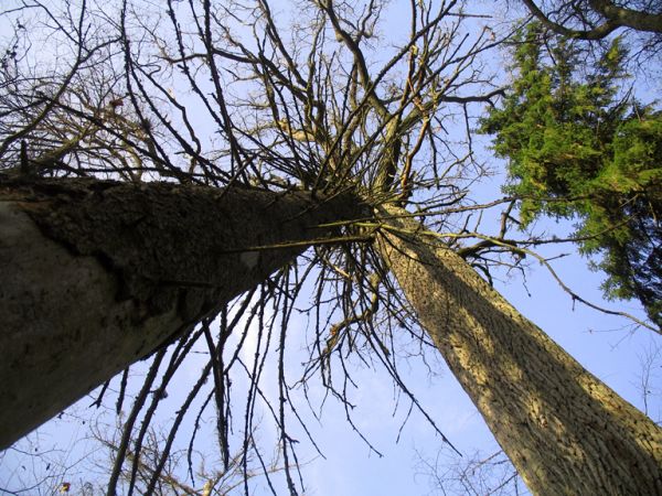 zdjecie Białowieża