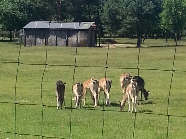 w pobliżu hodowla danieli