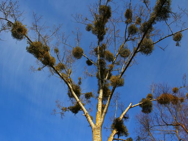 zdjecie Nowy Secymin