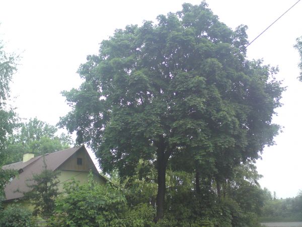 W Tokarówce można podziwiać piękne wieloletnie drzewa