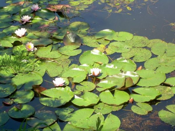 Arboretum w Bolestraszycach