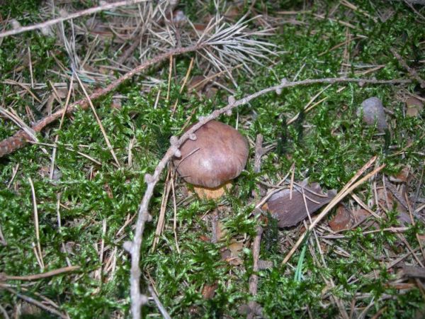 A takie piękne grzybki rosną w bartkowskim lesie.