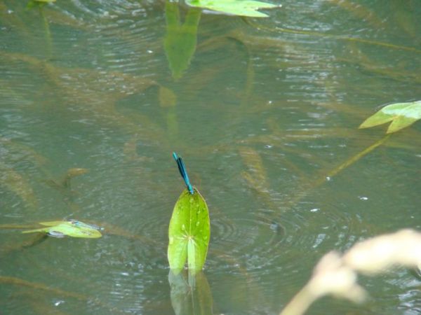 Nad Okrzejką mieszkają ważki
