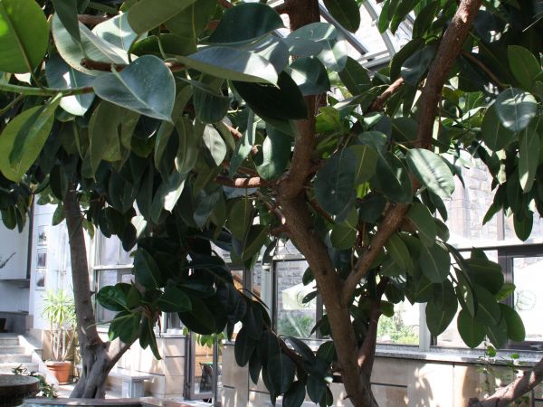 palmiarnia pałacowa - pewnie kiedyś ?...