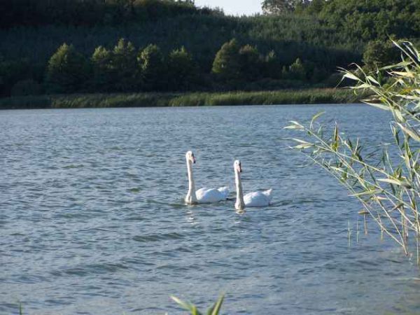Łabedzie na jeziorze