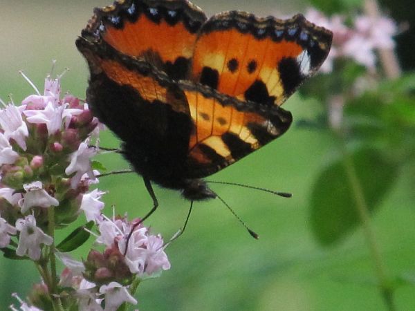 zdjecie Pietrzykowice