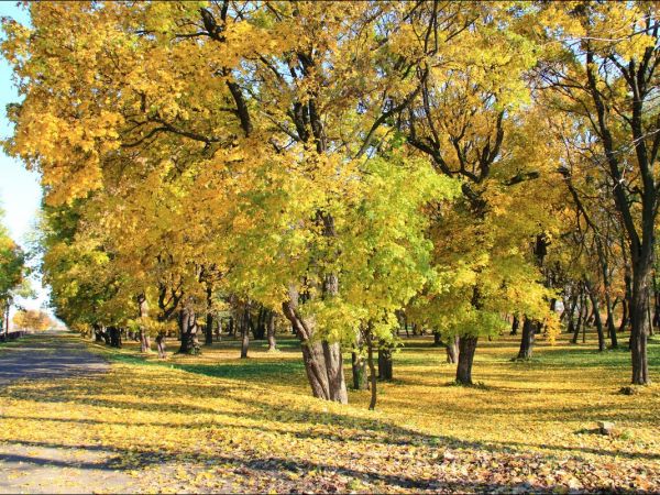 Park w Medyce − pochodzący z drugiej połowy XVI wieku (z reliktami z XIV i XVI wieku).