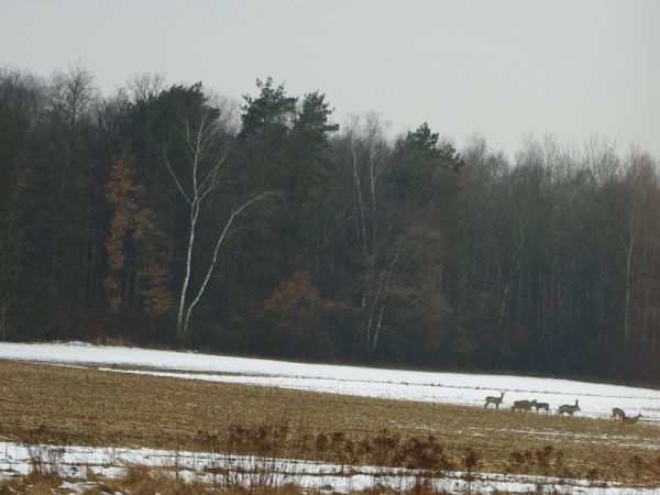 Stado saren pasące się przy lesie krężnickim