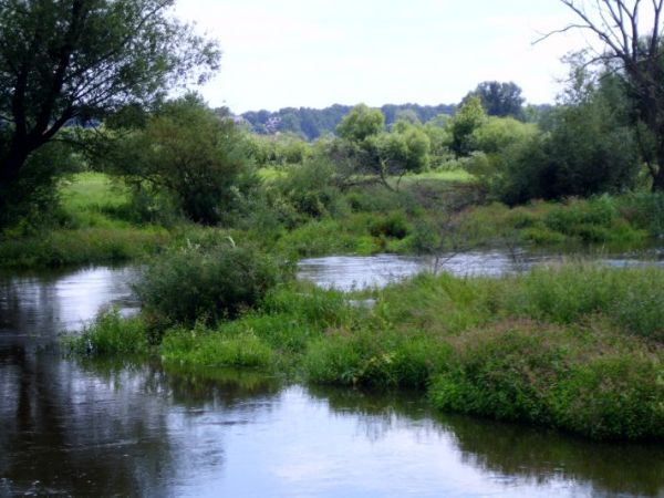 Wijący się Wieprz koło Krasnegostawu