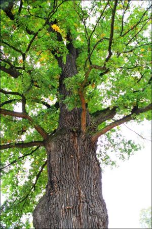 Klasztor Saletynów i Sanktuarium Matki Bożej z La Salette - Płaczącej  w Dębowcu  .  W kościele ukoronowana jest Matka Boża Saletyńska, która spełnia prośby lud