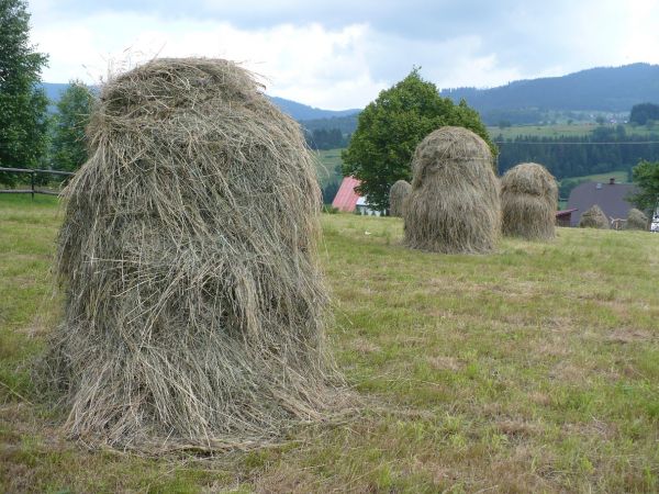 Sianokosy - kopki z sianem ułożone na specjalnym sękatym drzewie wbitym w ziemię.