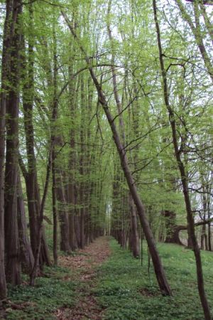 parkowa alejka - tuż za dworem, tędy jedna z dróg do m. Dydnia i w "Dolinę Sanu", polecamy - ale i też przeprawę promową przez San co łączy wsie Krzemienna i Ja
