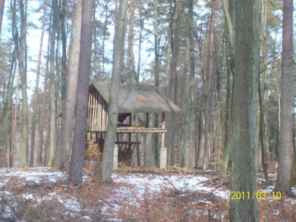 Paśnik w środku lasu - miejsce dokarmiania zwierzyny zwłaszcza w okresie zimowym.
