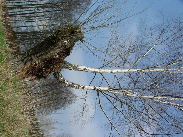 Brzoza na wierzbie. Zdjęcie wykonano w okolicach Torunia (dorzece Wisły-Sąsieczno)