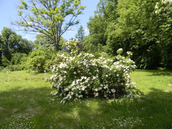 Lublin - Ogród Botaniczny