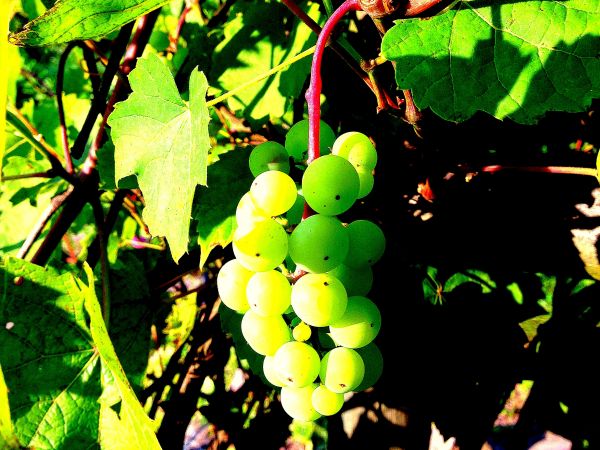 zdjecie Zielona Góra