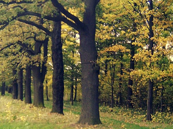 Drzewa Dęby i nie tylko