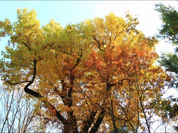 Klasztor i park  ss. Niepokalanek na Głębokiej.