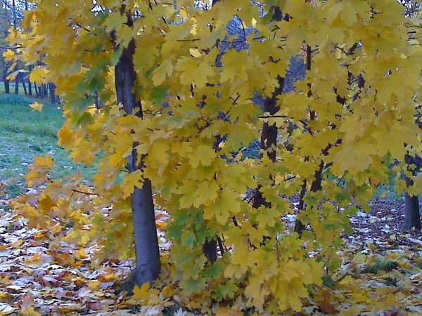 Prochy żółta jesień