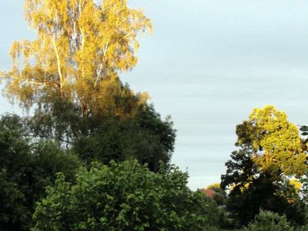 Przed zachodem słonka, wyższe partie drzew zostały oświetlone.