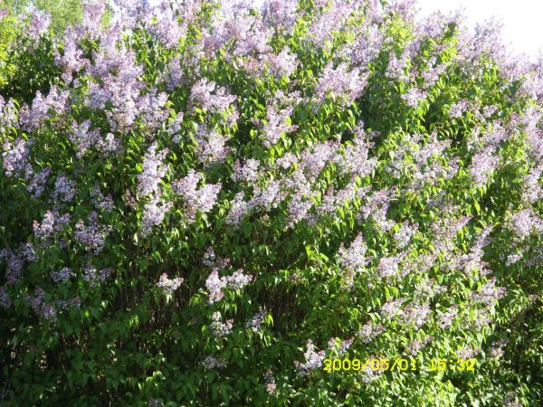 zdjecie Chocicza Mała