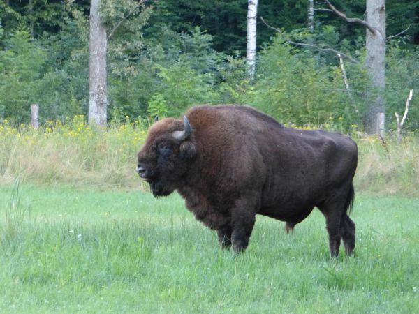 zdjecie Białowieża