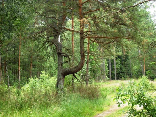 Krzywa sosenka karłowata na granicy gmin Kalisk i Starej Kiszewy