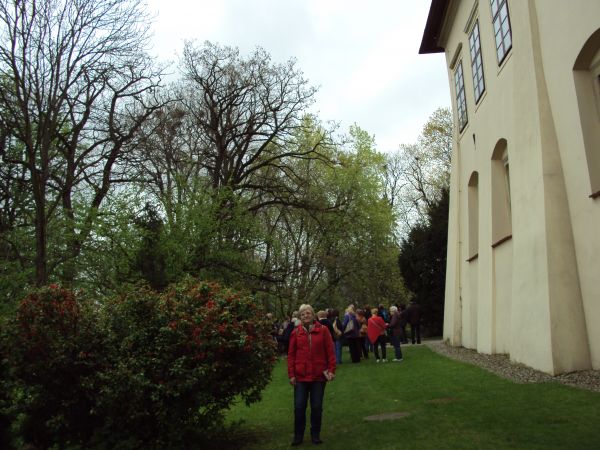 nasadzenia w parku - wiekowe drzewa i egzotyczne krzewy w bliskości zamku.