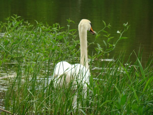 JEZIORO KOPCZE 10.05.2009