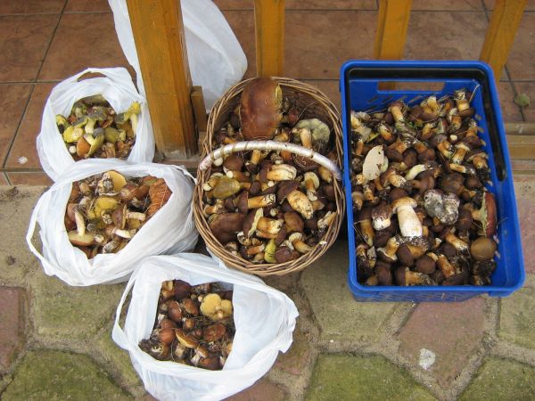 Dorodne grzyby z pobliskiego lasu.
