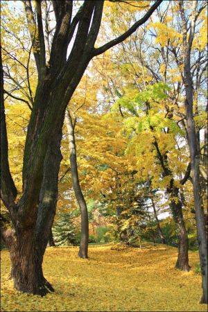 Klasztor i park  ss. Niepokalanek na Głębokiej.