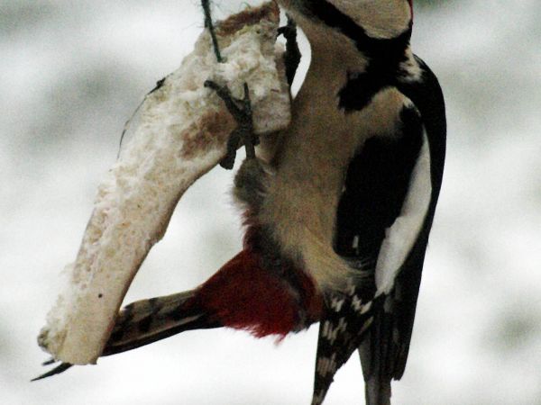 Stały mieszkaniec parku