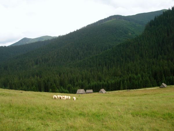 Dolina Chochołowska, Kościelisko