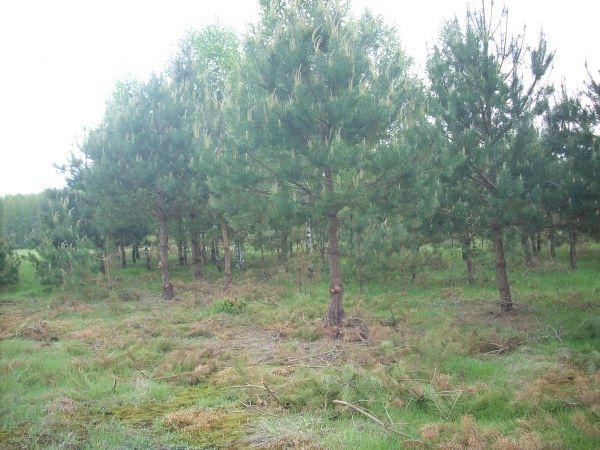 zdjecie Piłatowszczyzna