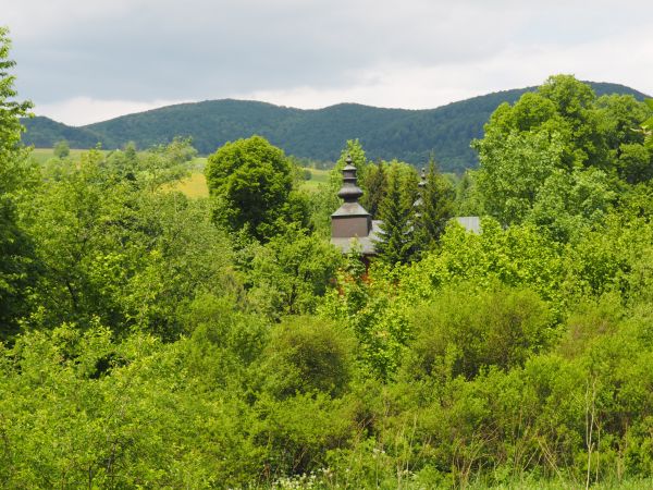 Beskid Niski - sercu bliski ! - podczas wędrówki z Pustelni św. Jana z Dukli na górze Piotruś - 727m npm - dojrzeliśmy pośród bujnej i zwartej zieleni...