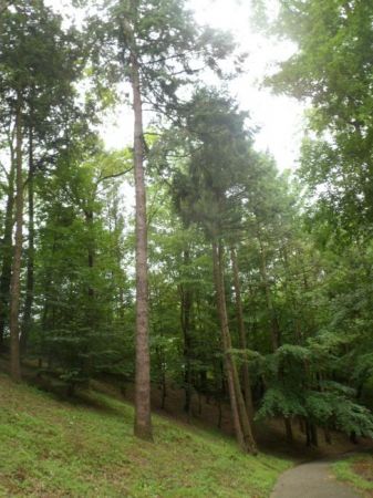 aleja daglezji - w parku miejskim. Są to drzewa pochodzące z Kanady a rosną tu jeszcze m.in. orzech turecki, orzech wodny, miłorząb japoński, sumak, sosna amery