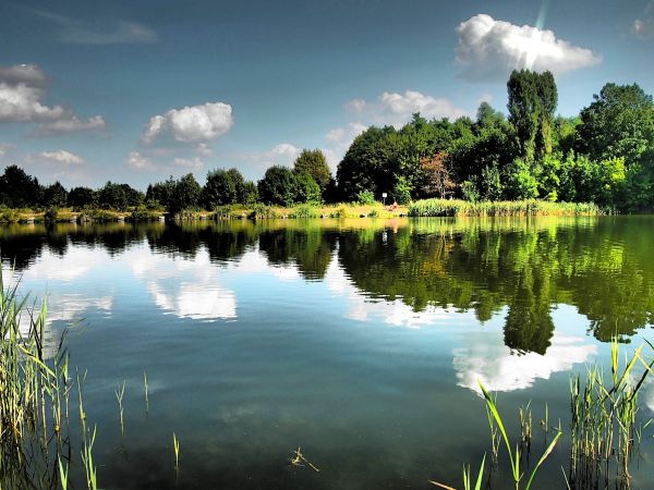 Nad stawem rybnym w Czeladzi