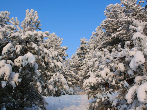 zdjecie Tyniewicze Duże