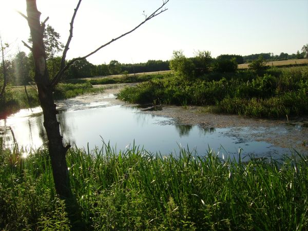 Starorzecze - dawny Liwiec-siedlisko ryb,ptaków,żab,owadów i ciszy